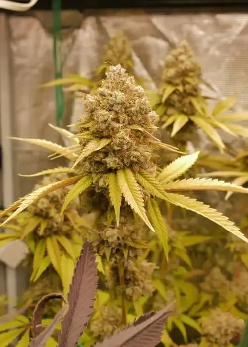 Original Sour Diesel x Pablo’s Revenge