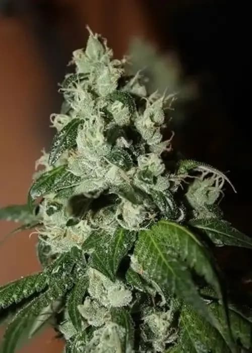 diesel dipped cookies