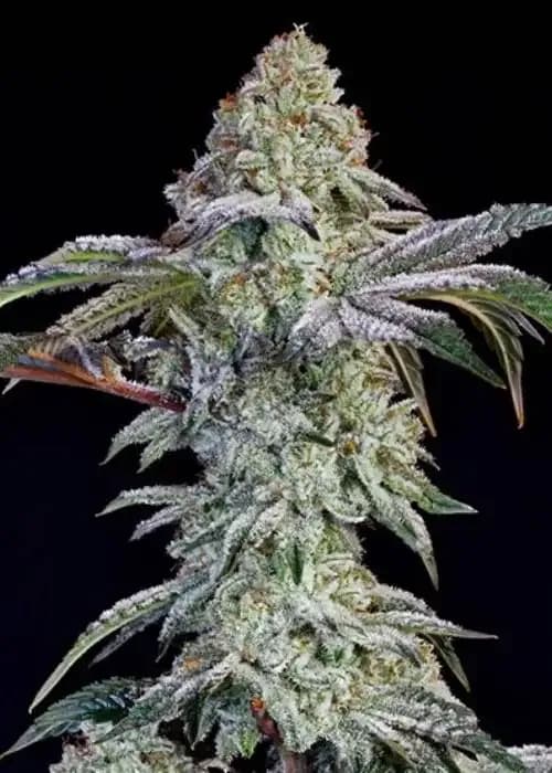 grandpa’s cookies