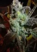 jackfrost