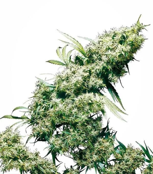 Jamaican Pearl