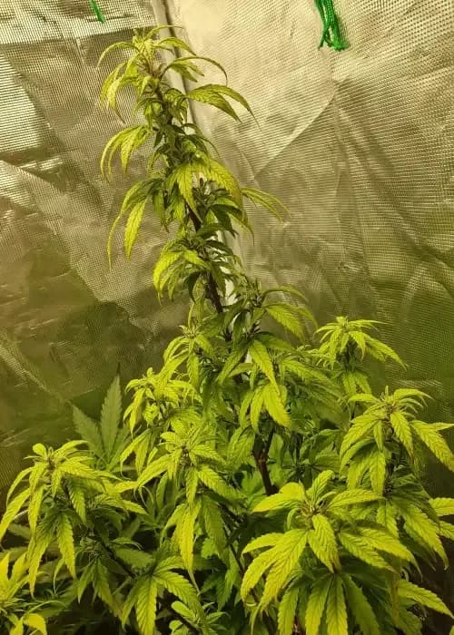 hindu kush