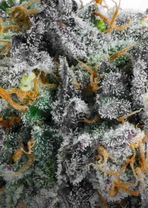 Lemon Cherry Sherbert S1