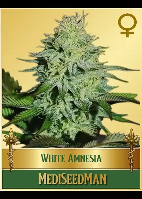 white amnesia