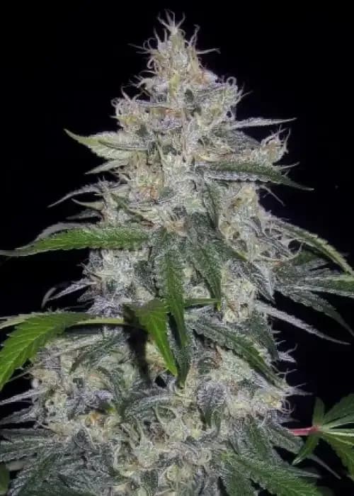 Fantasmo Express (aka: Auto OG Ghost Train Haze) cannabis strain - Hybrid