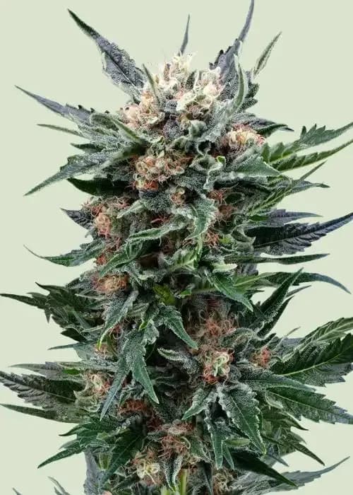royal gorilla